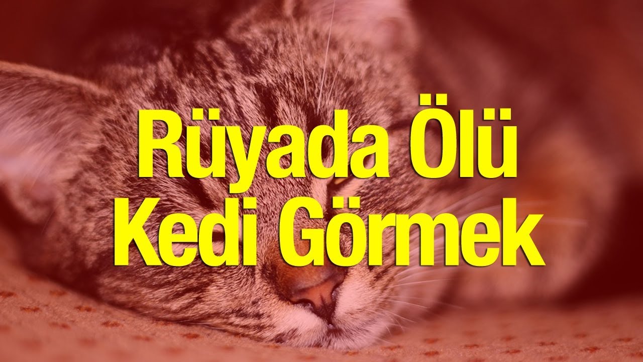 Rüyada Ölü Kedi Görmek Kötü Mü Yorumlanır Rüyada Ölü Kedi Görmenin Detaylı Tabiri