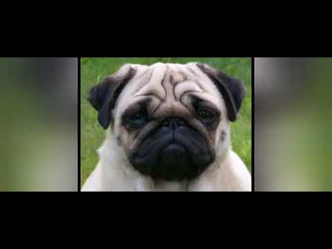 Otto Waalkes  Fasten