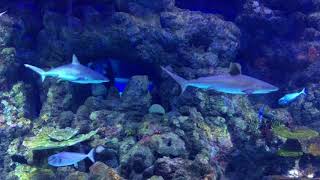 Grey reef sharks