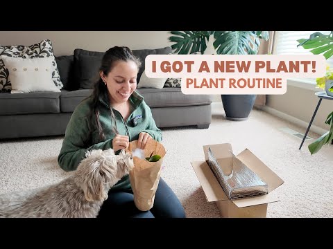 Bringing a new plant home! Easy new plant care routine!