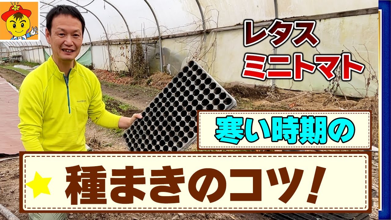 早春の寒さに負けない種まき技術|レタスとミニトマトの発芽を促す自然栽培の工夫