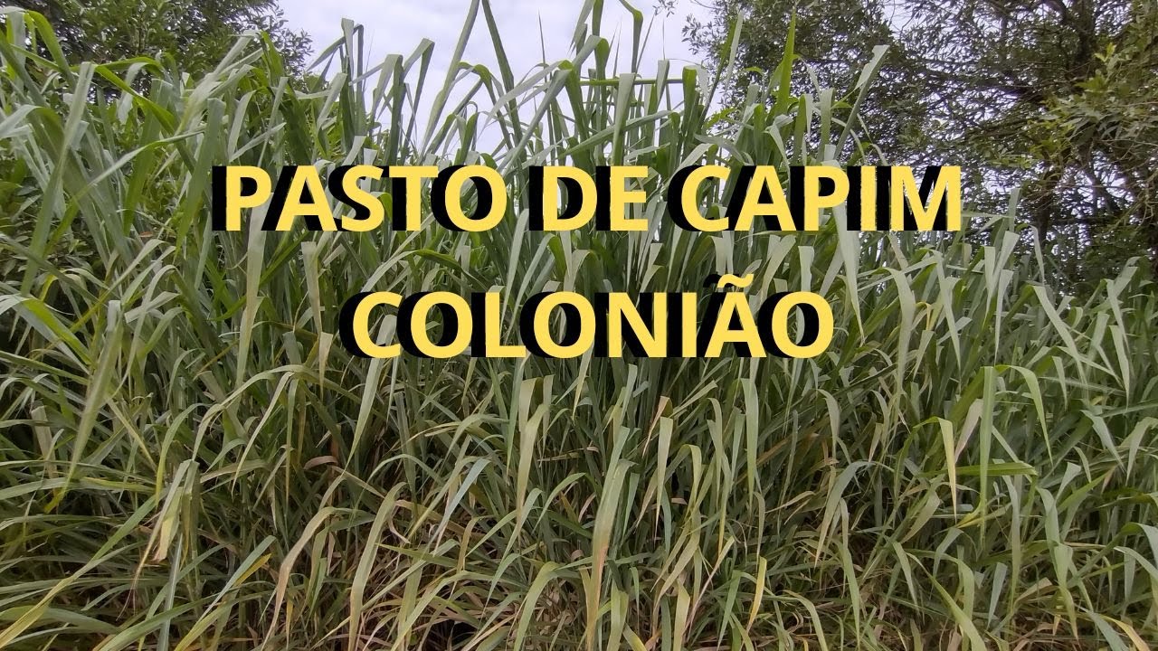 Como é a pastagem de capim colonião