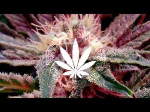 Emiljo A.C. - That's All I Do