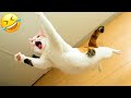 Funniest Animals Best Funny Cats And Dogs Videos Part 20