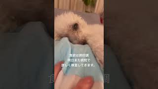 眼振#シニア犬との暮らし #トイプードル #元繁殖犬 #寝たきり #保護犬 #老犬介護 #老犬 #shorts #seniordog #ララちゃん