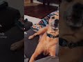 I am alive, i am dead , I’m live again 🤣🤣 | Dog #shorts #funny #dog #viral #funnyvideo #shortvideo
