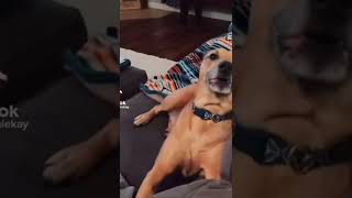 I am alive, i am dead , I’m live again 🤣🤣 | Dog #shorts #funny #dog #viral #funnyvideo #shortvideo