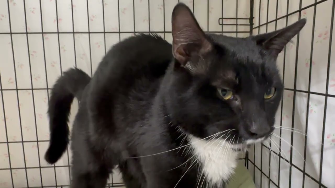 Enlarge Danny , a ADOPTABLE Tuxedo in Clifton, NJ video 3/6