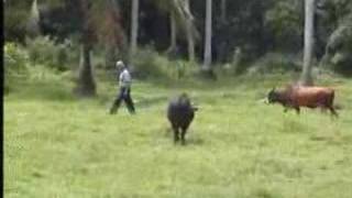 Download lagu Fendi Ayam Serama- GULAI KAWAH mp3