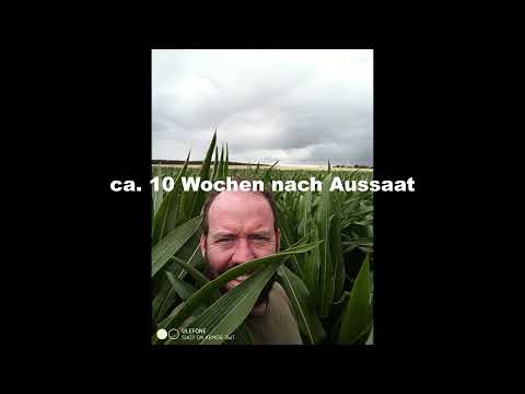 Besser spät als nie! Bestandsentwicklung Mais, Weizen PSM, Urlaub