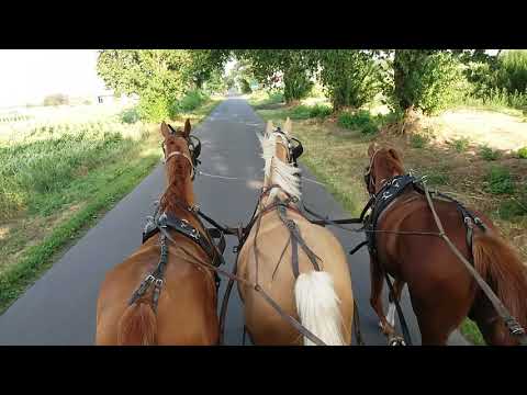 3 klacze w zaprzęgu lipiec 2019