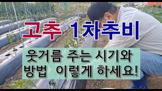 고추 1차 추비 이렇게 하세요.  추비 시기, 추비 방법, 비료 선택, #주말농장 고추 가꾸기. #이맘때멀티