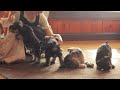 Miniature Schnauzer dogs for sale: Moon Light - Video 1