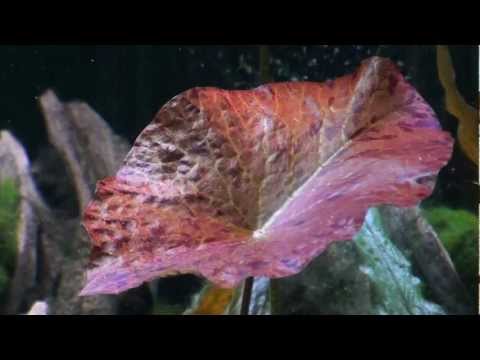 Plant Spotlight: Tiger Lotus. (Nymphaea Lotus Zenkeri)