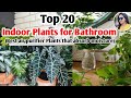 20 Indoor Plants For Bathroom Best Air Purifier Plants That Absorb Moisture Indoor Plants