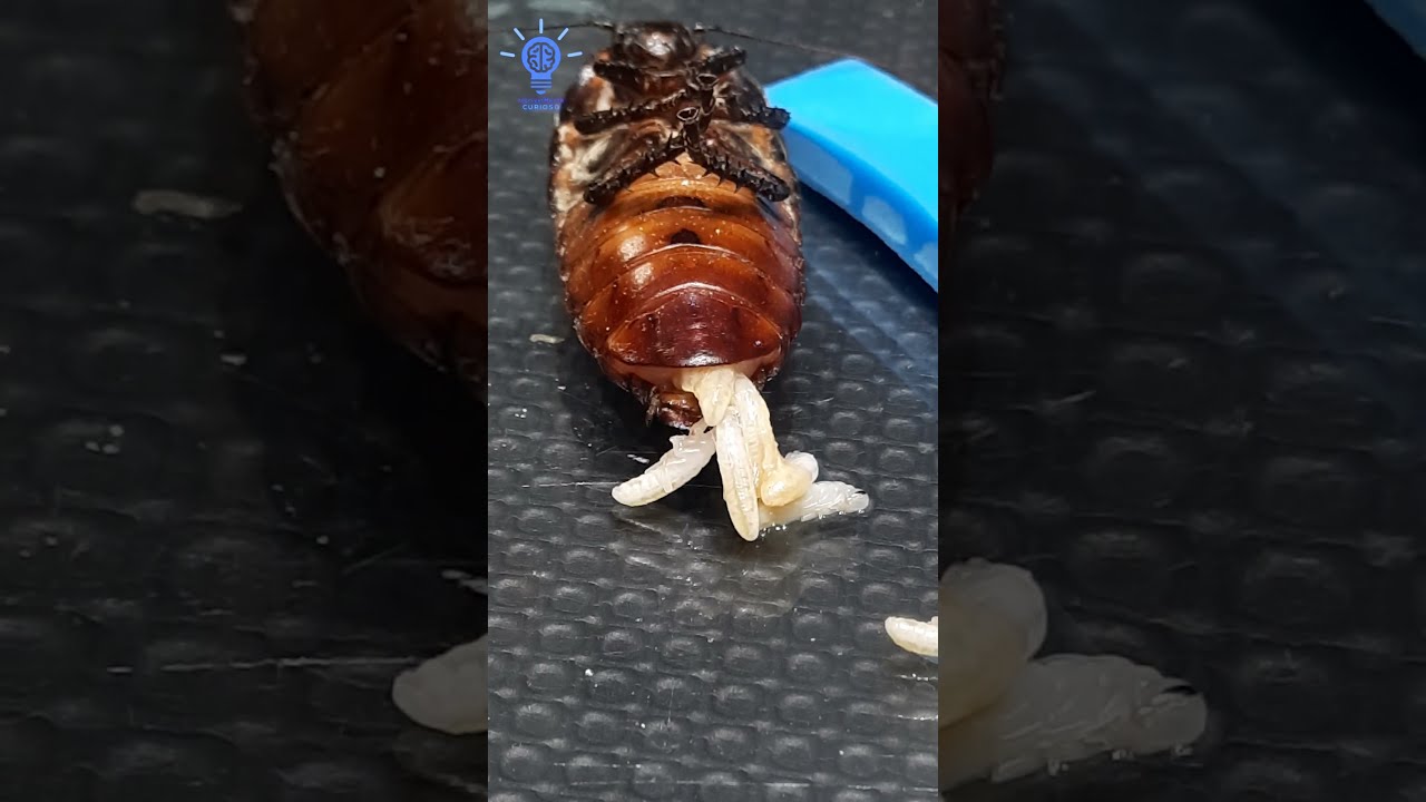 Watch Now BARATA PARINDO EM 4K BARATA PARINDO EM 4K