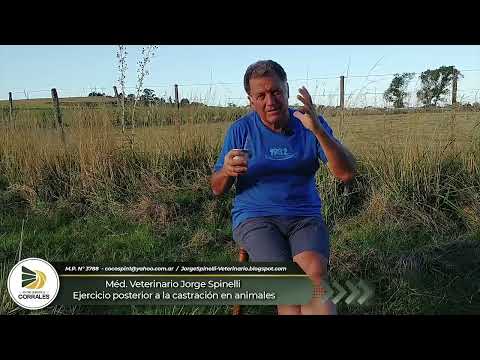 Médico Veterinario Jorge Spinelli - Ejercicio posterior a la castración en animales