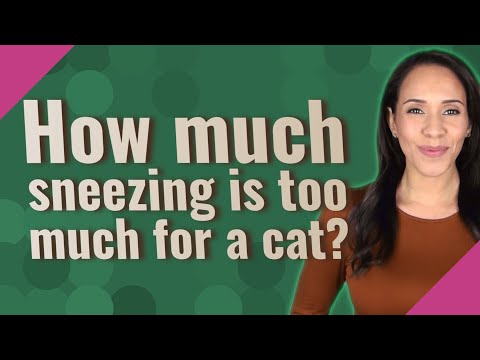 How much sneezing is too much for a cat?