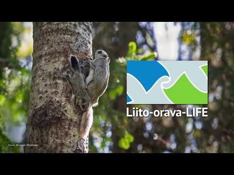 Yhteistyötä liito-oravan eteen – Liito-orava-LIFE-hankkeen esittelyvideo (tekstitys suomeksi)