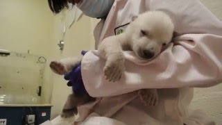 Toronto Zoo Female Polar Bear Cub at 6 Weeks old