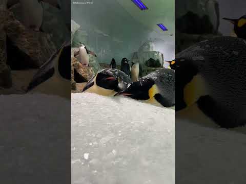 ペンギンに関する楽しい事実