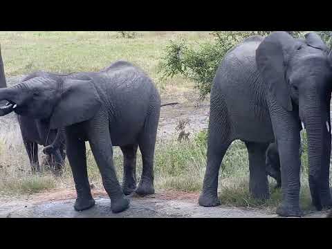 Djuma: Elephants-'Short Trunk's' small herd with tiny one - 11:45 - 03/09/2022