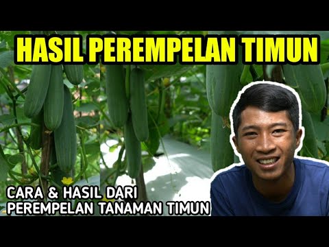 , title : 'CARA DAN MANFAAT PEREMPELAN DAUN MENTIMUN | PANDUAN LENGKAP CARA MENANAM TIMUN'