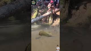 Download lagu ubur-ubur ikan lele mancing lele monster leee mantapp #trendingshorts #fishing #mancing mp3