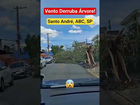 VENTO FORTE DERRUBA ÁRVORE EM SANTO ANDRÉ SP #grandeabc #ventoforte #shortsyoutube