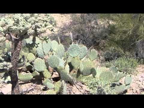 Lonesome Road Rock (ZR-002-A)