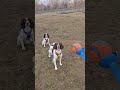 Padme And Ruby Playing Fetch