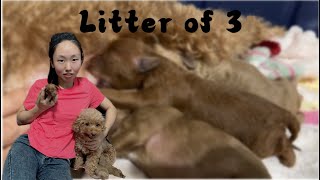 They are 1 week old | Litter of 3  | 一起认识黄豆的宝宝，1周大啦