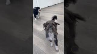 Video preview image #1 Shih Tzu-Unknown Mix Puppy For Sale in Brooklyn, NY, USA