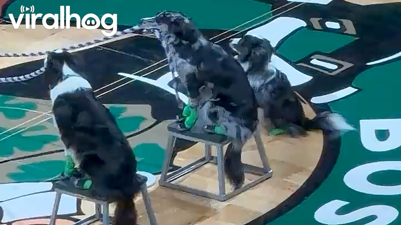 Doggie Double Dutch || ViralHog