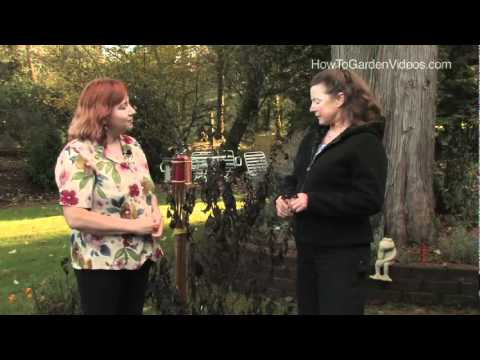 Heliotrope Growing Tips and Winter Care