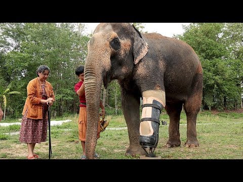 Xenius (3/5) Was leisten Zoos heute? (HD - Doku)