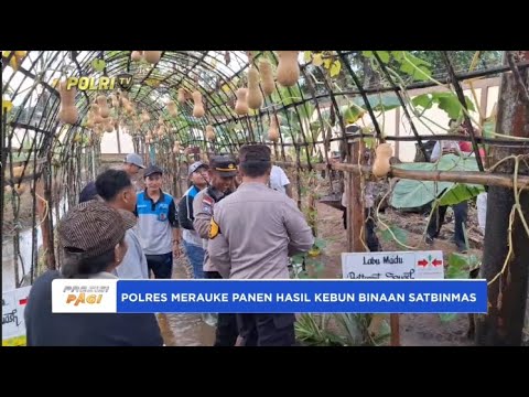 POLRES MERAUKE PANEN HASIL KEBUN BINAAN SATBINMAS