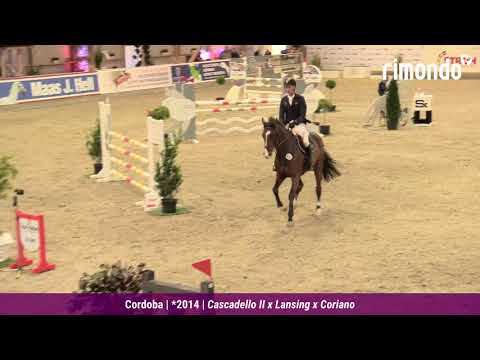 Hannes Ahlmann – Erfolgreichster Jungpferde-Reiter der Nordic Jumping events 2020/2021