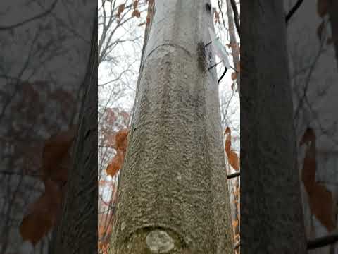 Pouring rain on Hike, check out this video! Imagine rain in sheets going down this smooth tree bark! I never saw anything like it. It was gorgeous yet with thunder roaring and hail at times, we were definitely feeling more exposed to the elements than we would prefer.