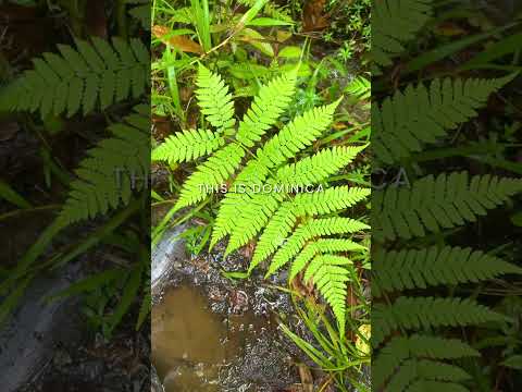 THIS Is the Hawaii of the Caribbean: Dominica