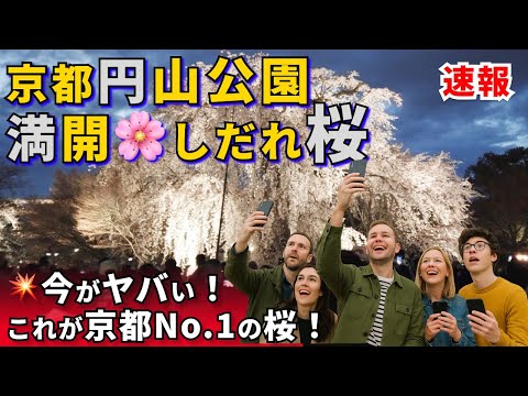 急いで下さい！🌸昼も夜も圧巻！京都・円山公園の満開しだれ桜🌙外国人も大感激💖