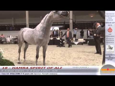 N.18 HAMRA SPIRIT OF ALI - Berlin Cup S-Show Werder 2015 - Stallion 7-9 years old (Class 13)