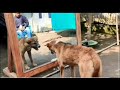 Funny Dog Prank On Mirror See Reaction