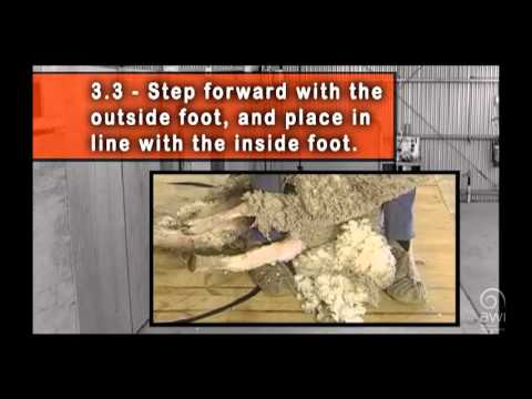 AWI Novice - Shearing Positions - Neck and Shoulder - Position and Control
