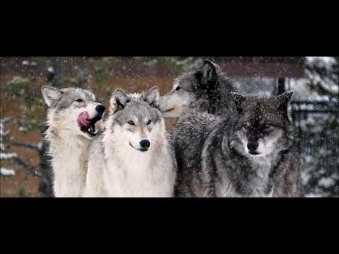 Max Profit - The Whole Pack [Instrumental]