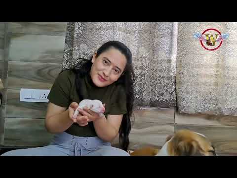 Dog Lover || Vlog || Kranti Rajput || new born puppy || new born puppy ||How to care pets ||