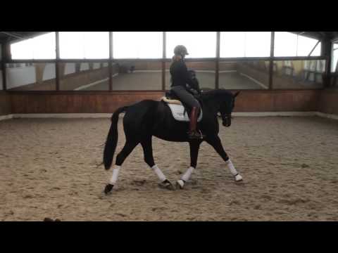 Stute von Desiderio x Münchhausen geb 2012