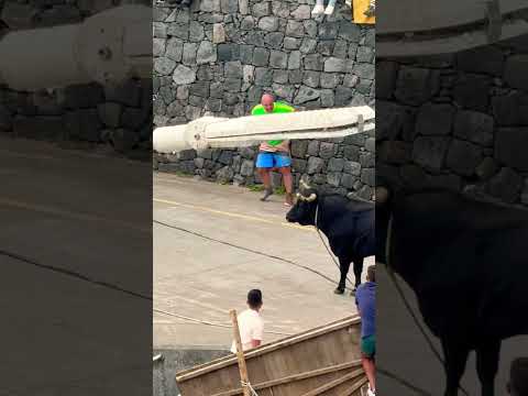 Run, the bull is coming