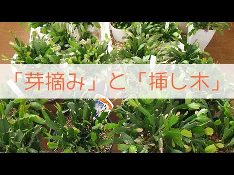クリスマスサボテンの挿し木方法は？シュルンベルジェラを繁殖させる 2 つの方法  庭園