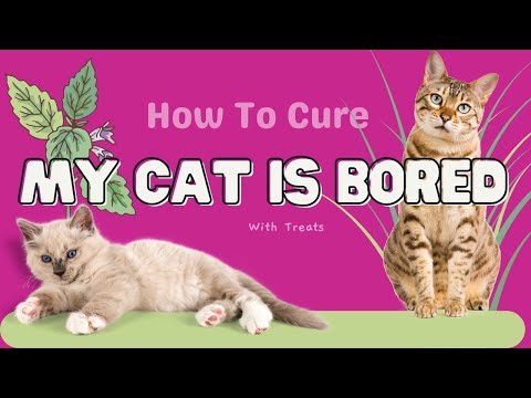 How To Bored Cat // My Cat is Bored // How to cure cat boredom 2 ways // Fix cat boredom with treats